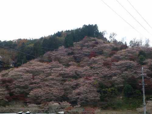 川見四季桜の里