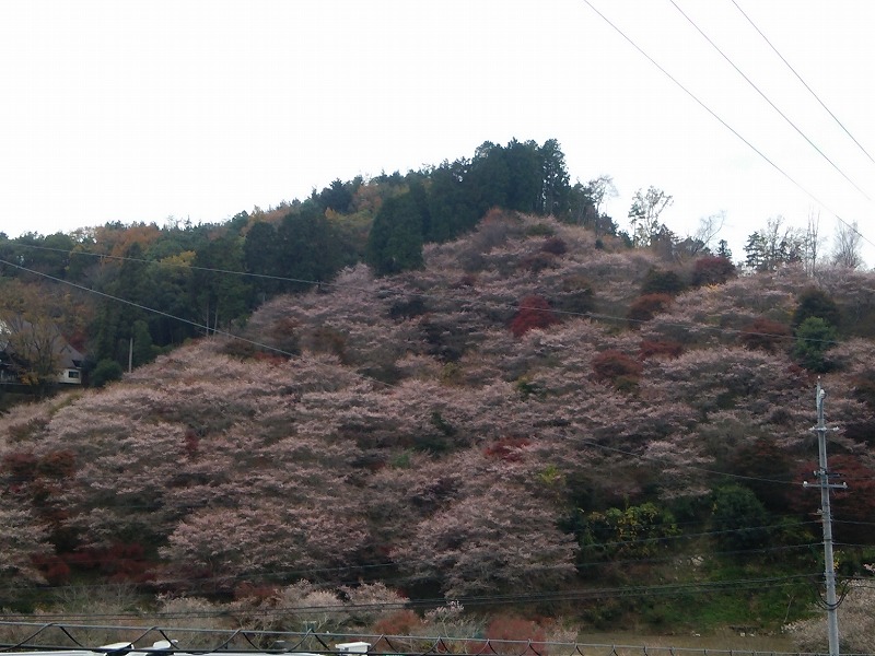 川見四季桜の里