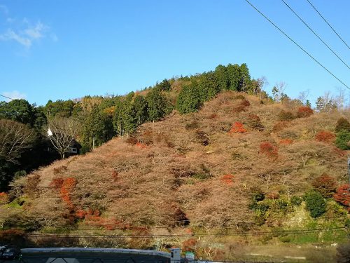 川見四季桜の里