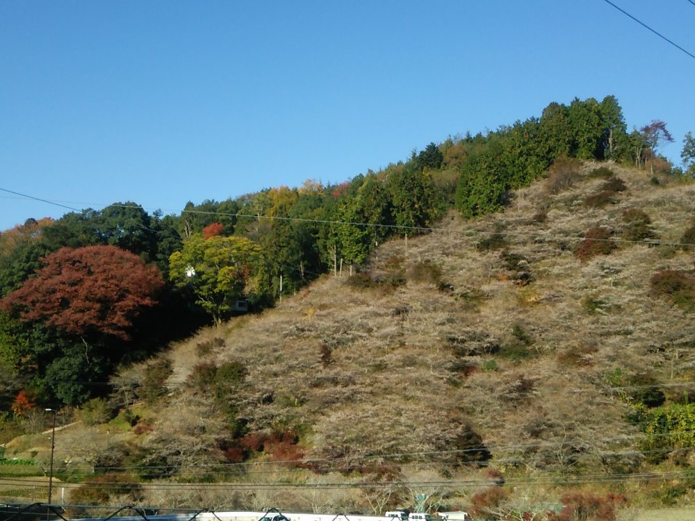 川見四季桜の里