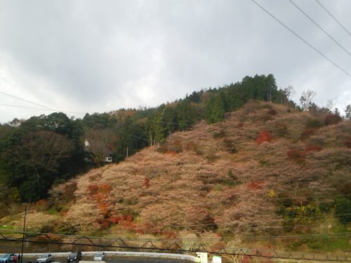 川見四季桜の里