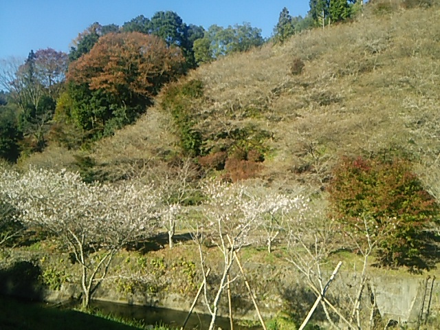 川見四季桜の里