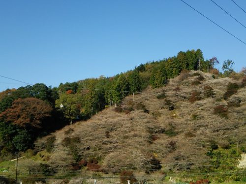 川見四季桜の里