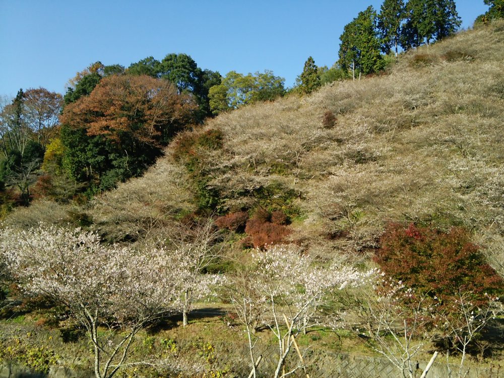 川見四季桜の里