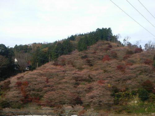 川見四季桜の里