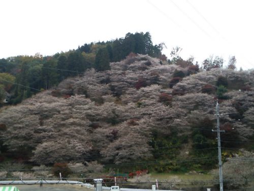 川見四季桜の里