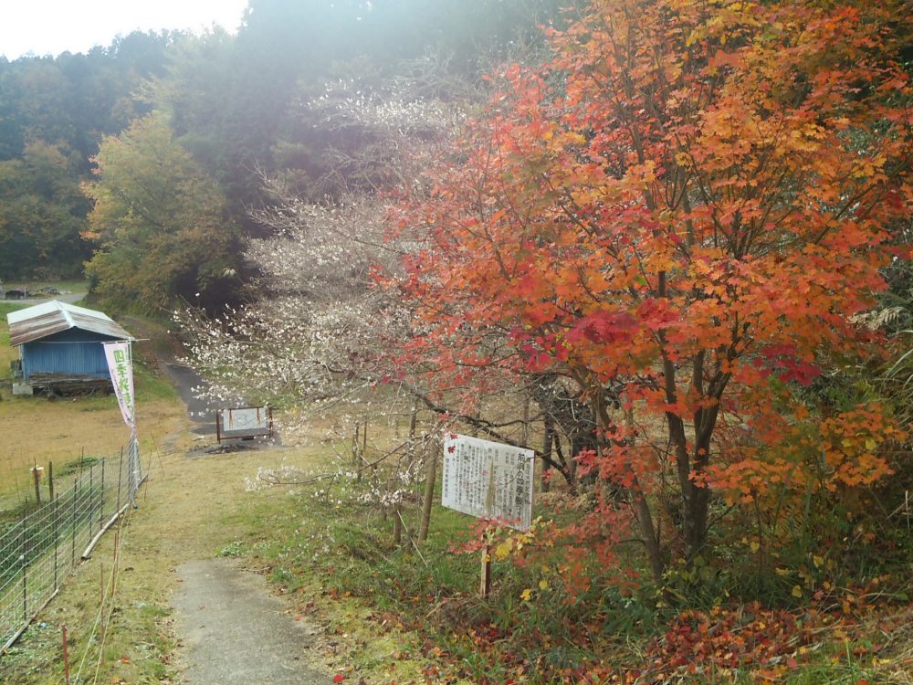 前洞の四季桜