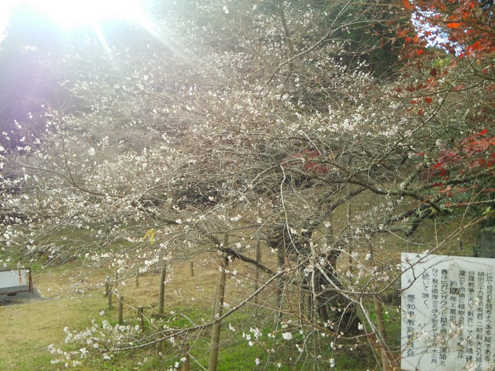 前洞の四季桜