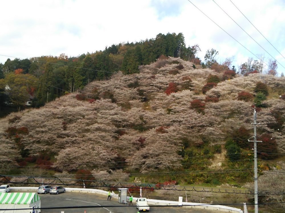 川見四季桜の里