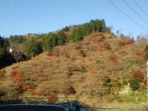 川見四季桜の里