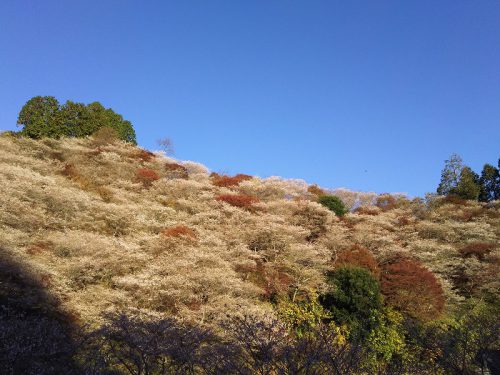 川見四季桜の里