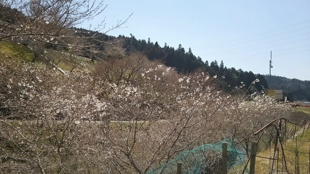 春の四季桜