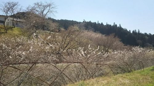 春の四季桜