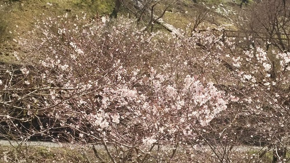 春の四季桜