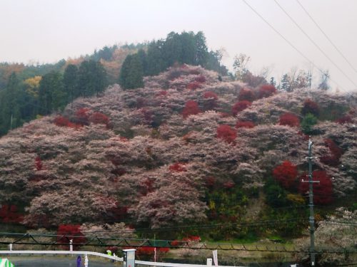 川見四季桜の里