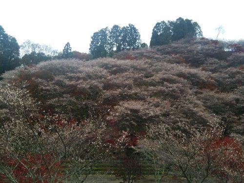 川見四季桜の里