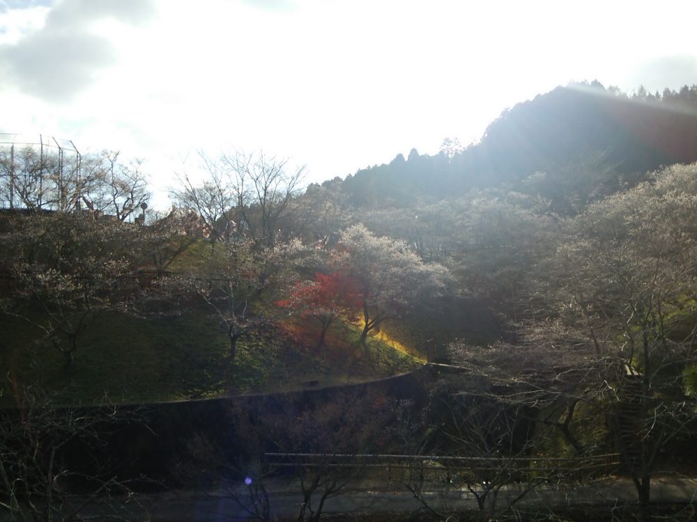 小原ふれあい公園