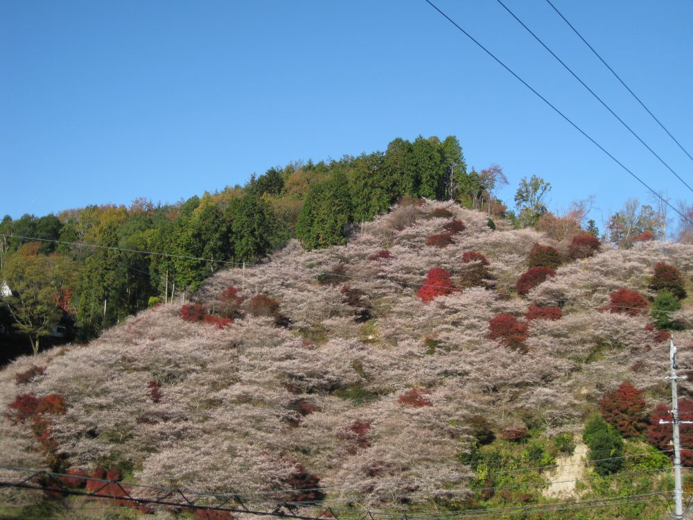 川見四季桜の里