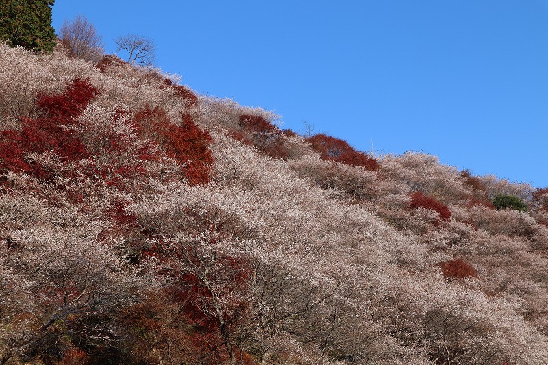 川見四季桜の里