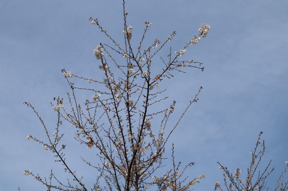 春の四季桜アップ