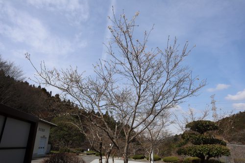 春の四季桜