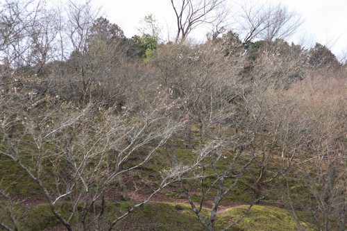 春の四季桜