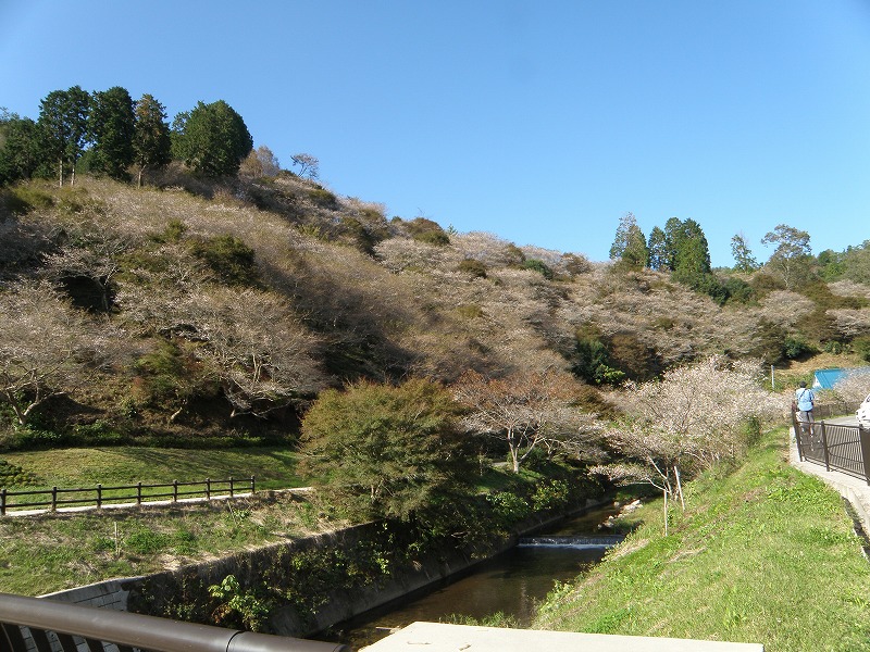 川見四季桜の里