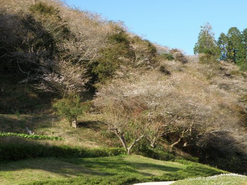 川見四季桜の里