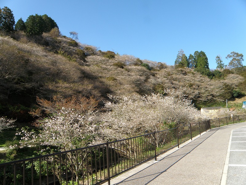 川見四季桜の里