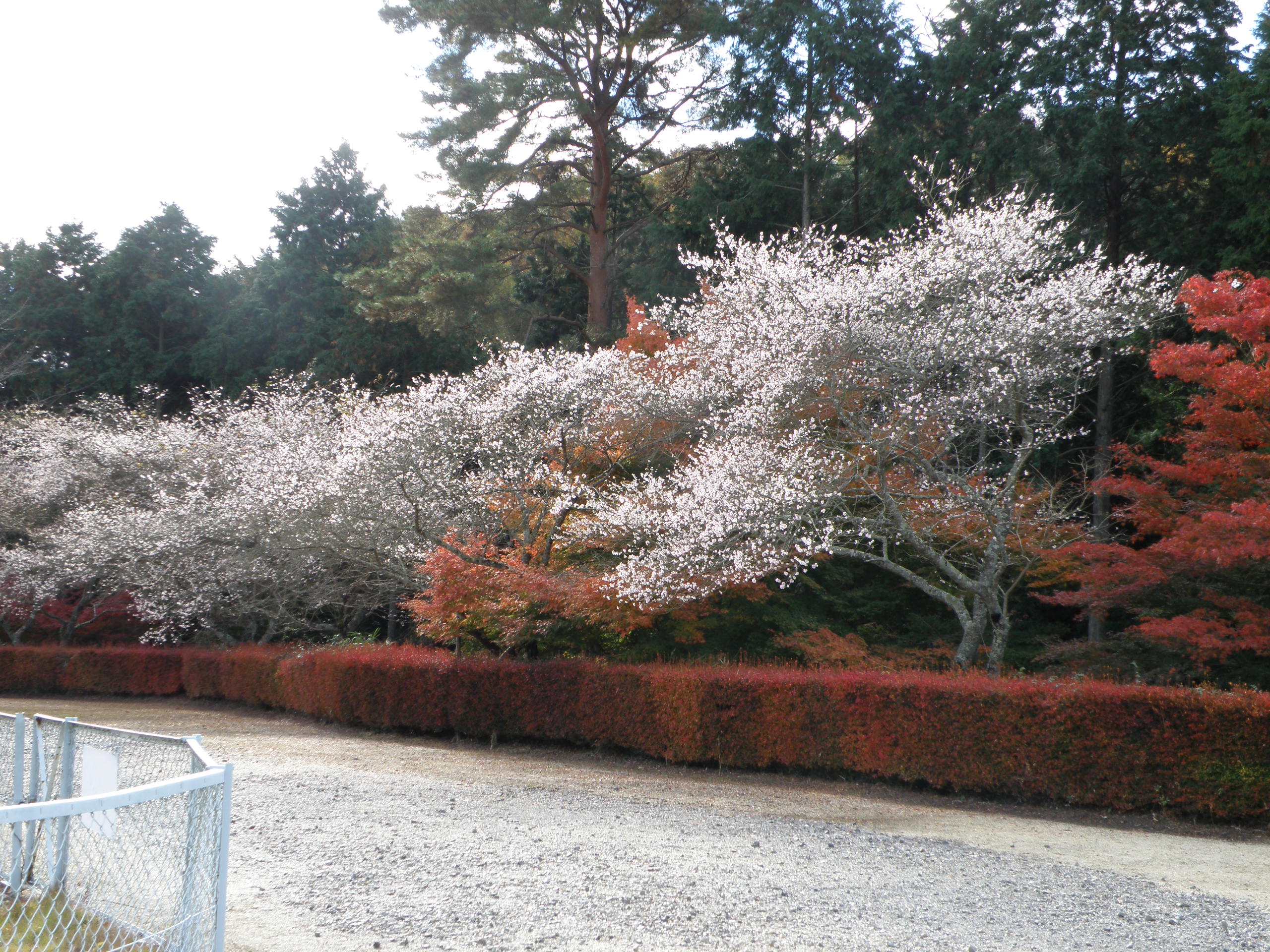 緑の公園