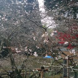 前洞の四季桜