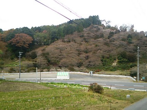 川見四季桜の里