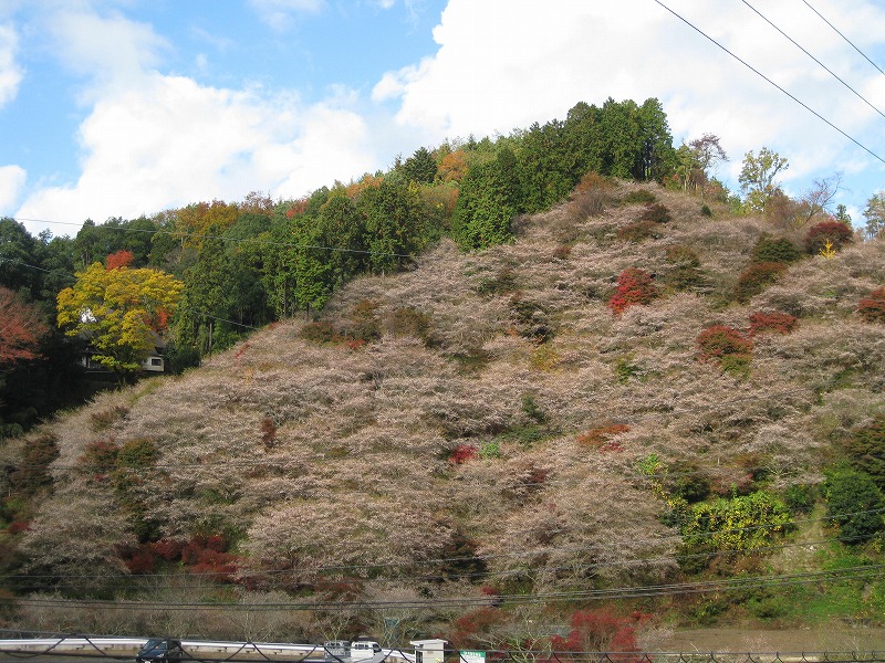 川見四季桜の里