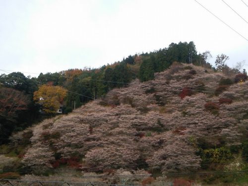 川見四季桜の里