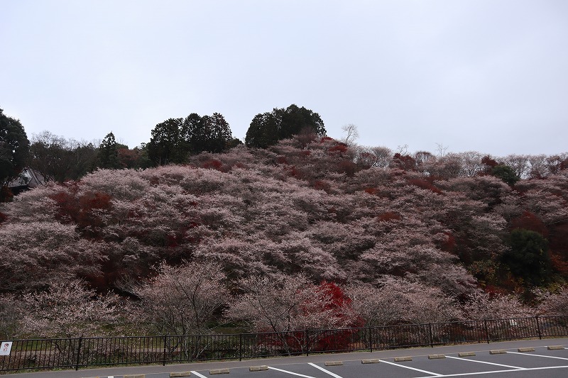 川見四季桜の里