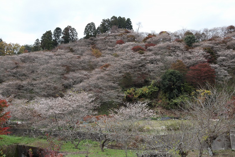 川見四季桜の里