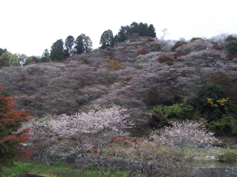 川見四季桜の里