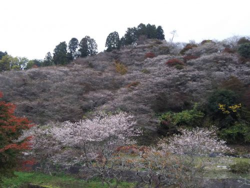 川見四季桜の里