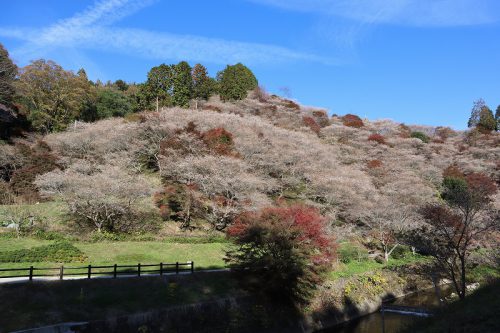 川見四季桜の里