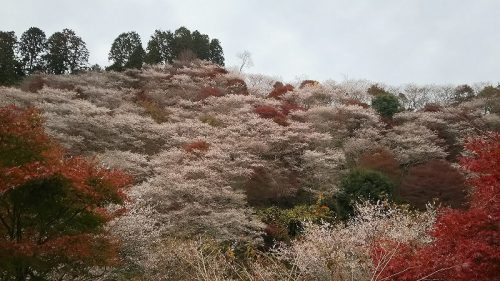 川見四季桜の里