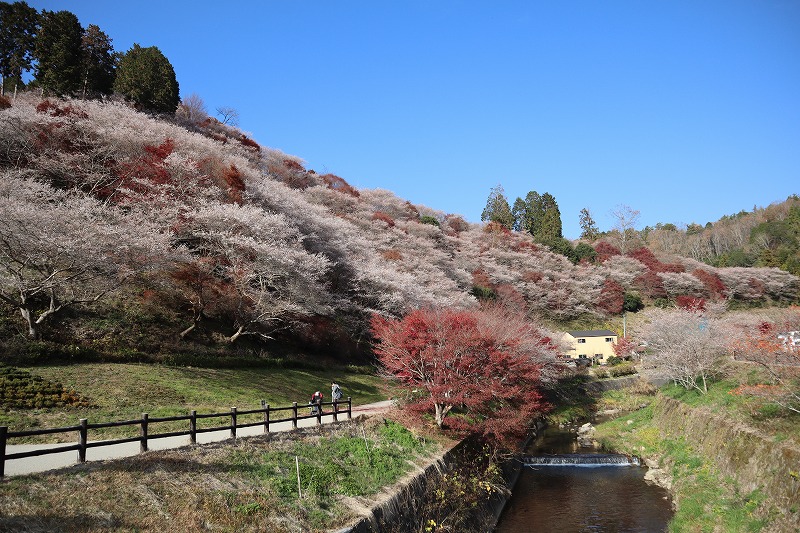 川見四季桜の里