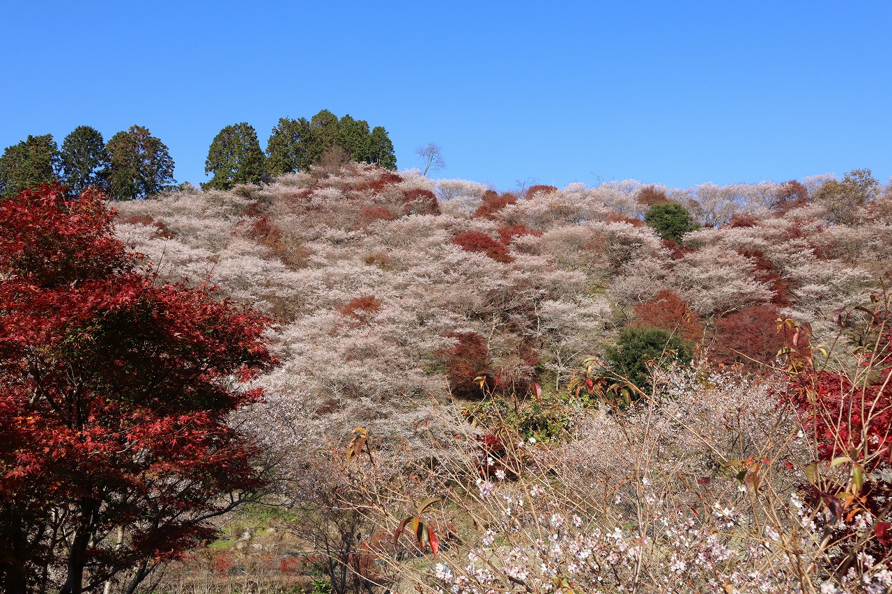 川見四季桜の里