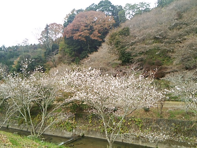 川見四季桜の里