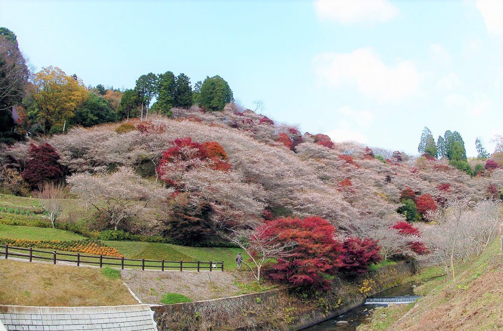 川見四季桜の里　遊歩道が通行禁止となっております