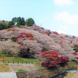 川見四季桜の里