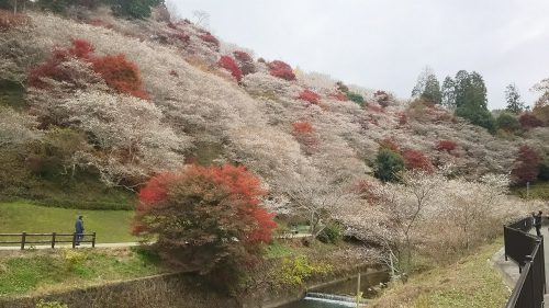 川見四季桜の里