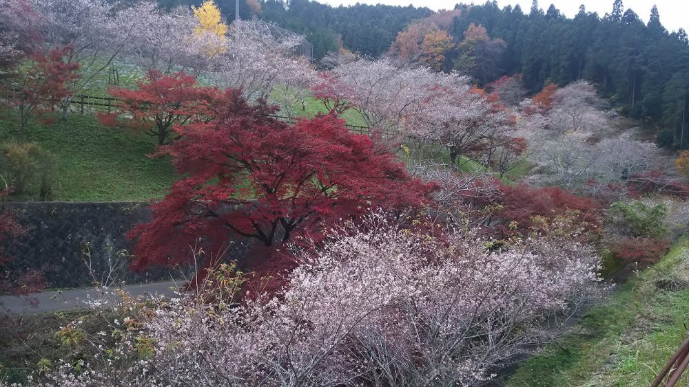 小原ふれあい公園