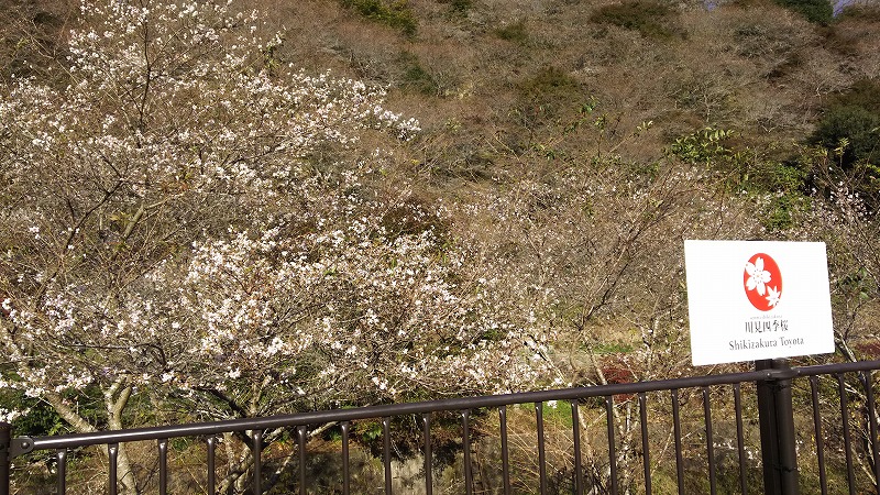 川見四季桜の里