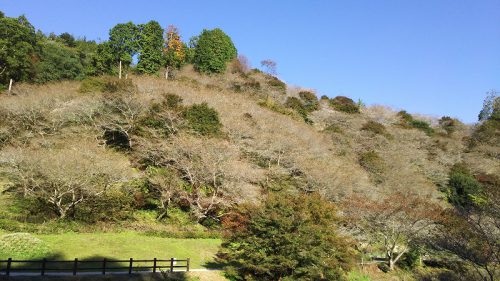 川見四季桜の里