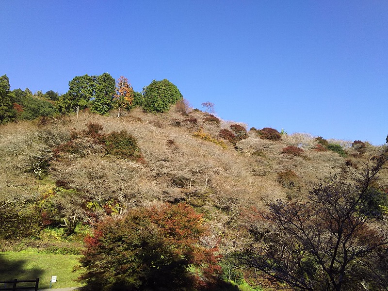 川見四季桜の里